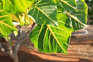 《工人物语：新兴同盟》3月23日登陆主机平台